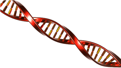 Dna String Red And Yellow - Adn Png (400x400), Png Download