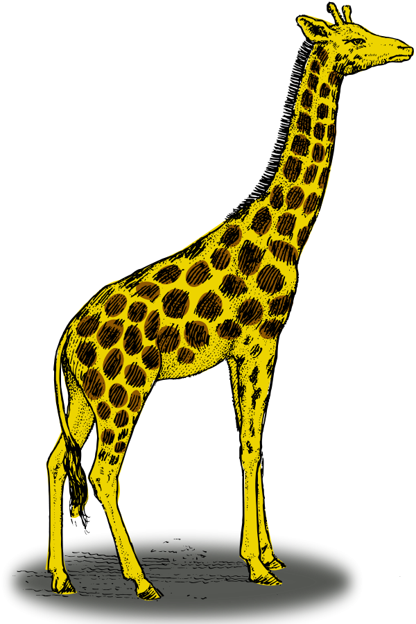 How To Set Use Colored Giraffe Clipart (600x900), Png Download