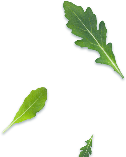 Arugula (432x538), Png Download