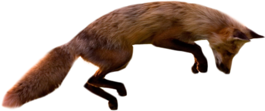 Jumping Fox Transparent Backgrouund - Fox Jumping Png (599x349), Png Download