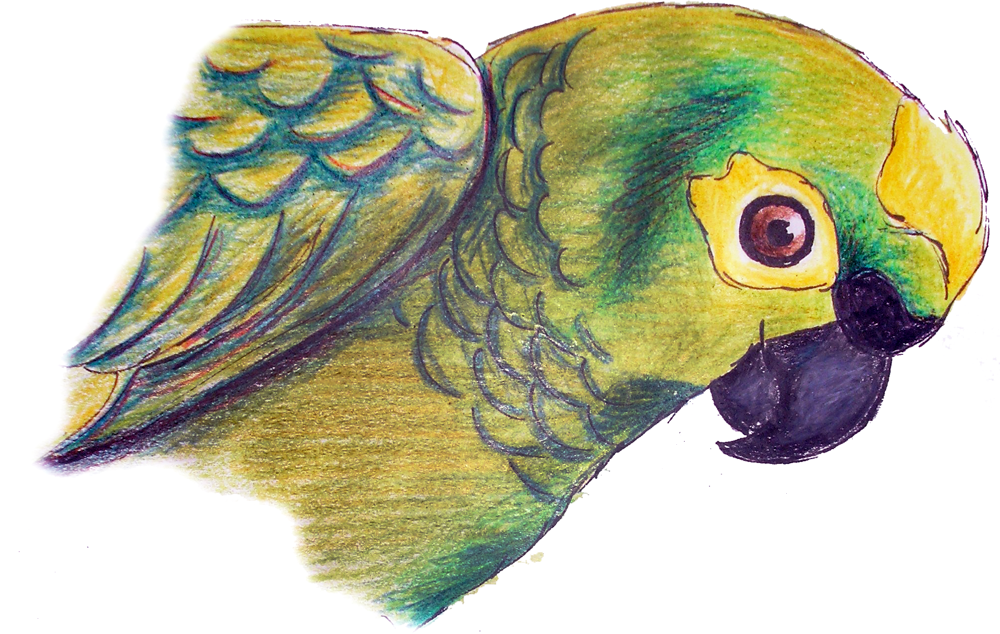 Drawing With Pencil Colours Parrot (2048x1428), Png Download