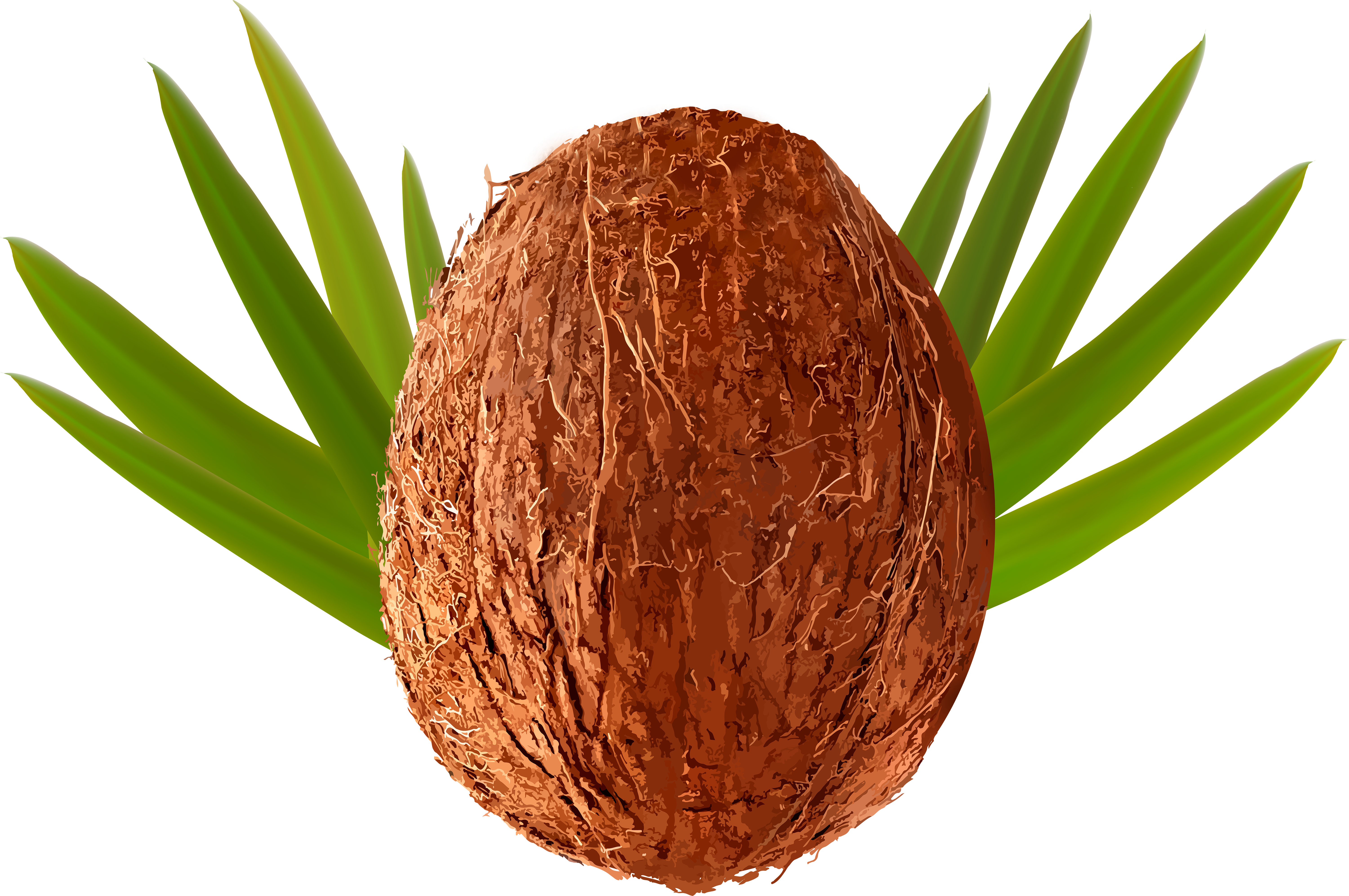 Transparent Png Clip Art Image Gallery Yopriceville - Coconut Clipart Transparent Background Png (6000x4011), Png Download