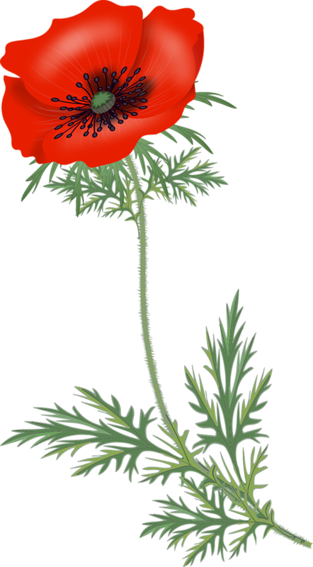 Papoilas Png (442x800), Png Download