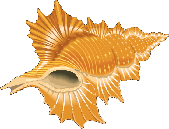 Free Seashell Clip Art - Shells Clipart Png (555x422), Png Download