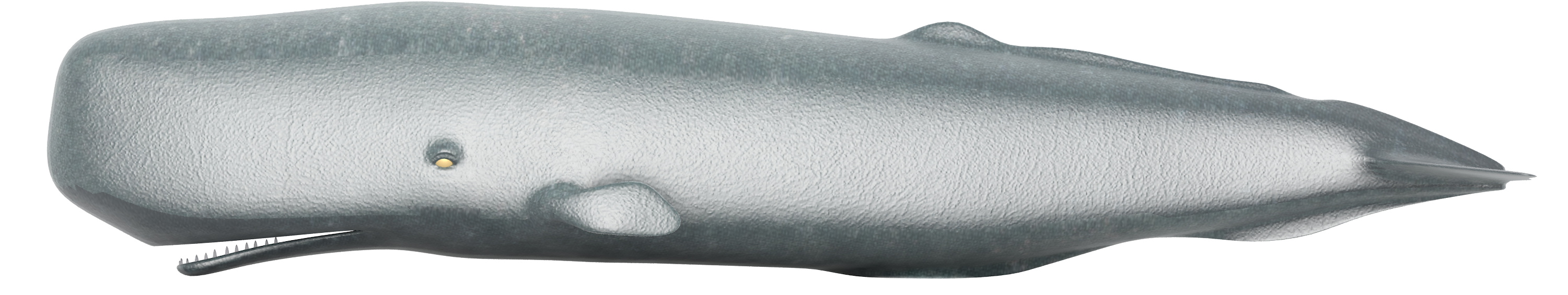 Sperm Whale Png Clipart - Knife (3000x2250), Png Download