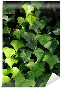 Houseplant (400x400), Png Download