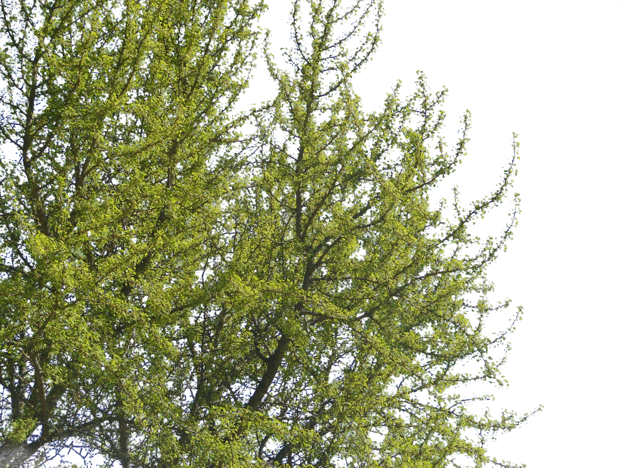 Tree - Free Transparent PNG Download - PNGkey