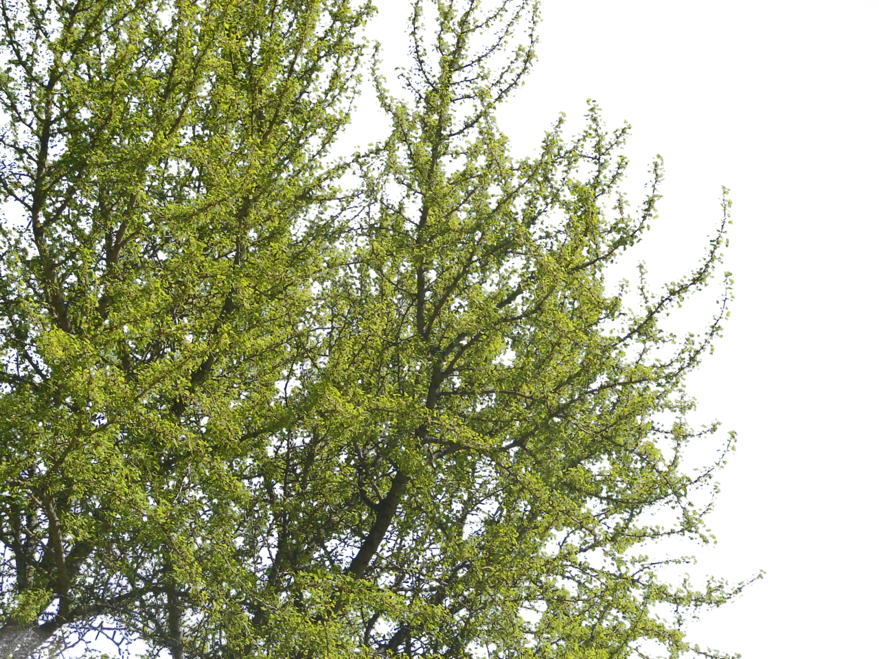 Download Tree PNG Image with No Background 