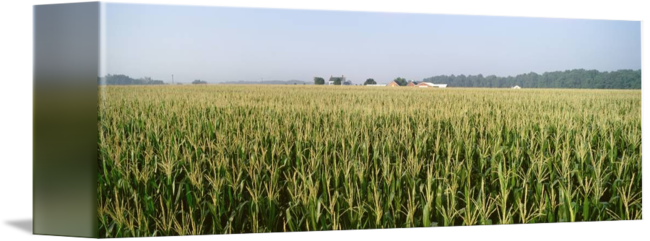 Cornfield Drawing Prairie Png Freeuse Download - Poster: Panoramic Images' Cornfield, Maryland, Usa, (650x241), Png Download