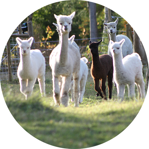 Norrängens Alpaca Follow Swedish Alpaca Association's - Alpaca Of Sweden (590x590), Png Download