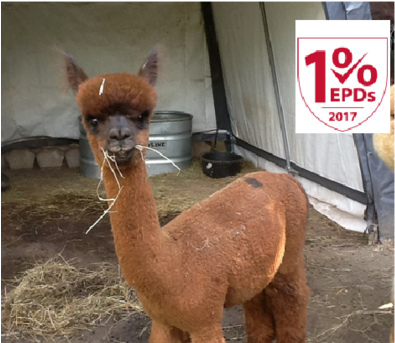 Alpaca For Sale Alpaca For Sale - Michigan (500x375), Png Download