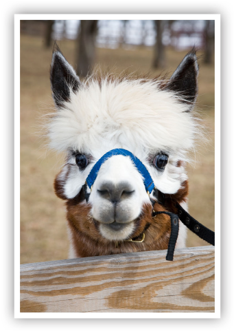 Christmas Celebration - Alpaca (450x500), Png Download