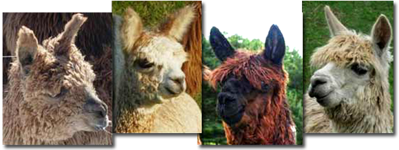 Michigan Alpacas - Llama (594x218), Png Download