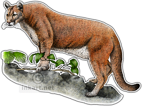 Cougar Clipart Florida Panther - Big Cats Of North America Map (590x444), Png Download