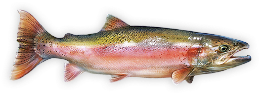 Rainbow Trout (550x275), Png Download