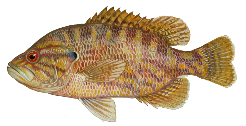 Start Fishing For Warmouth, Tips To Catch More Stump-knockers - Warmouth Fish (800x416), Png Download