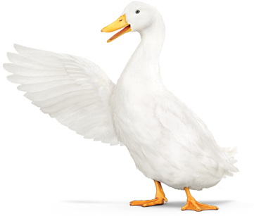Aflac Duck With Wing Pointing Left - Aflac Duck Transparent (760x400), Png Download