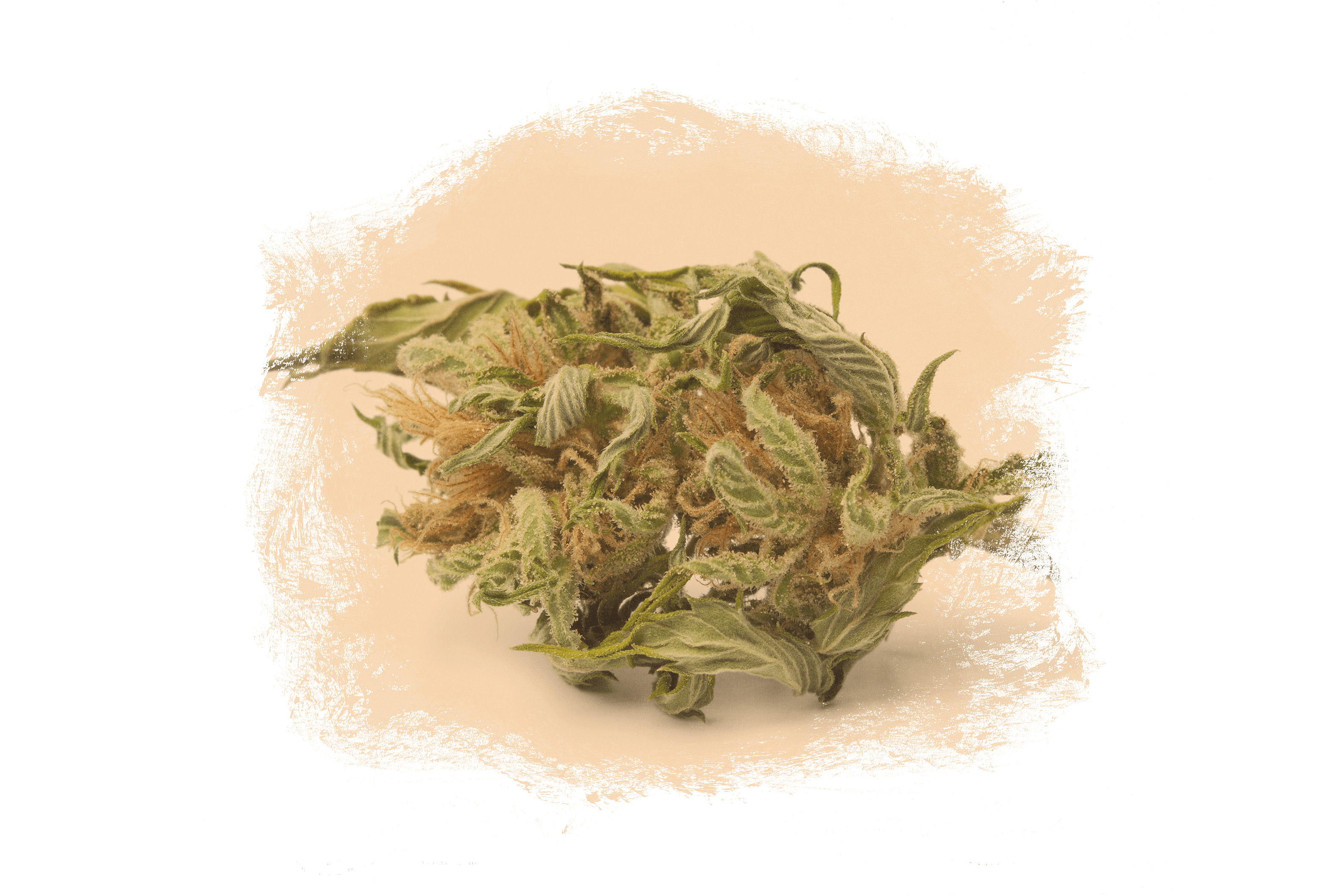 Craft Cannabis - Cannabis Sativa (3169x2113), Png Download