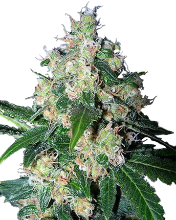 Mazar Feminized Cannabis Seeds - Strawberry Cough (360x450), Png Download