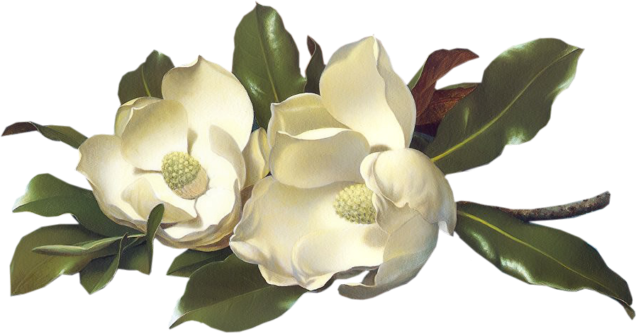 Flowers - Magnolias - Large Image - Click To Download - Posterazzi Magnolias On A Blue Velvet Cloth Poster (946x525), Png Download