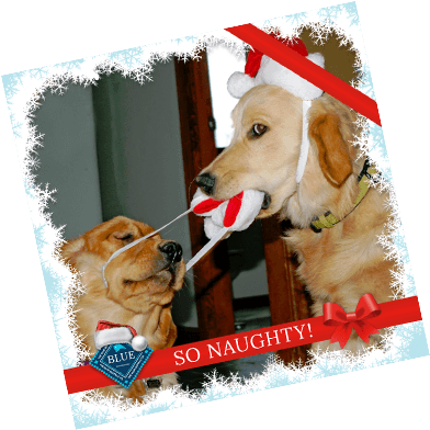 Naughty Or Nice - Golden Retriever (400x400), Png Download