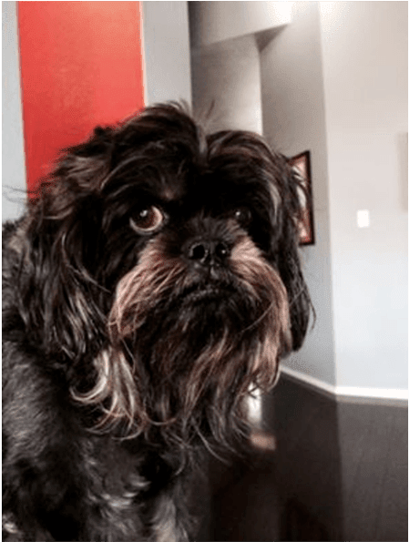 Grissom - Shih-poo (1000x594), Png Download