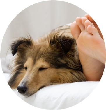 Overnight Visits - Sheltie Sleeping With Her Owner (395x399), Png Download