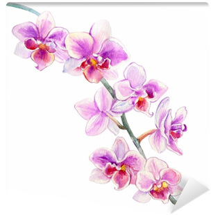 Orchid Flowers Watercolor Hand Drawn Botanical Illustration - Orchidea Disegnata (400x400), Png Download