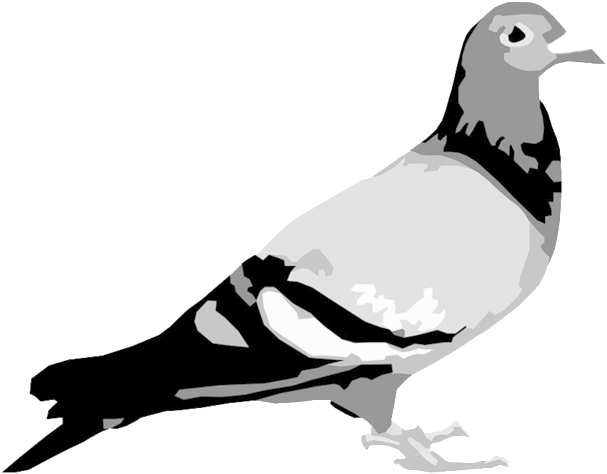 Staple Pigeon Bw - Staple Pigeon (1000x600), Png Download