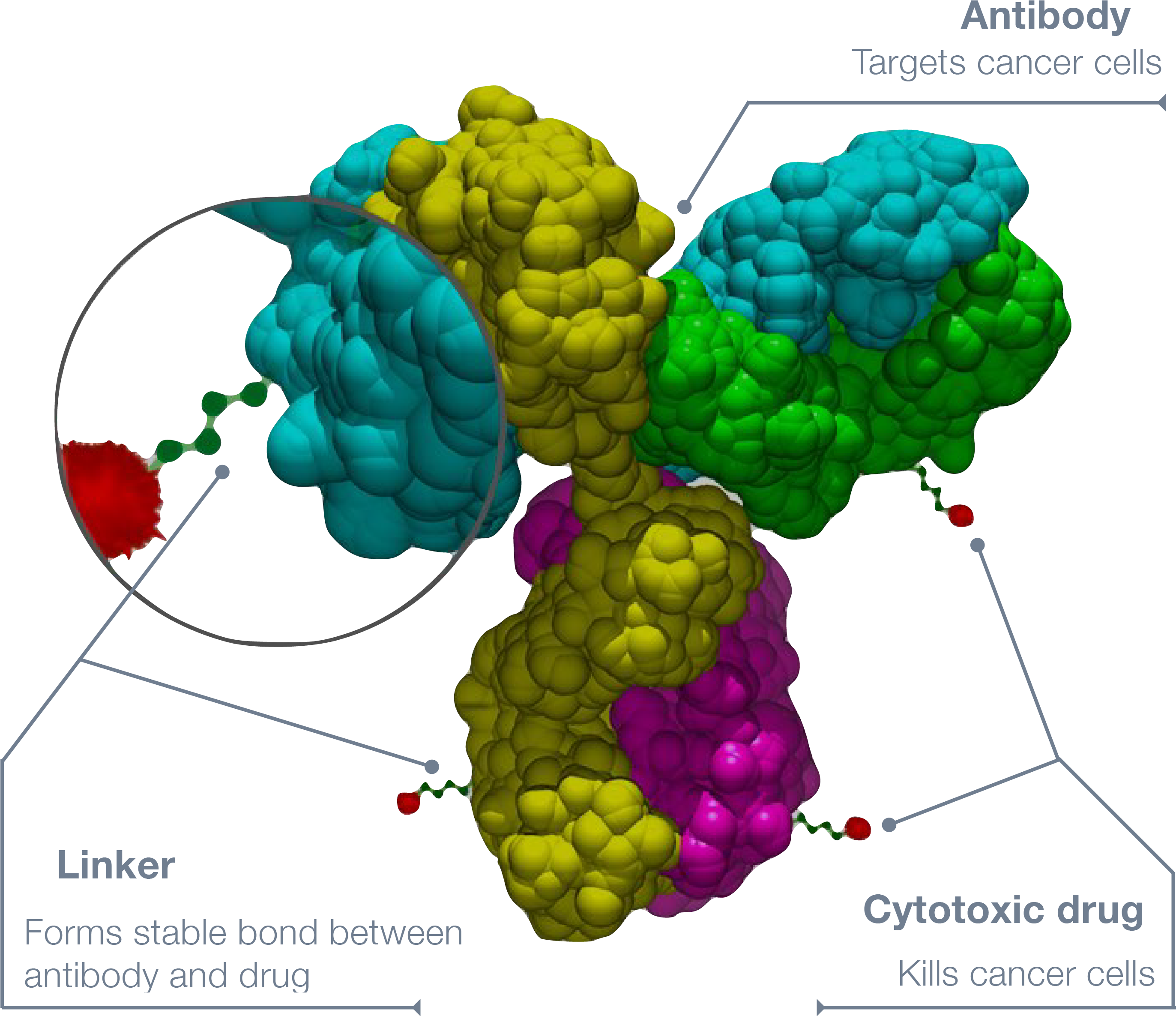 Antibody-drug Conjugate - Antibody Size (2744x2383), Png Download