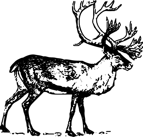 Caribou - Boreal Woodland Caribou Drawing (500x478), Png Download