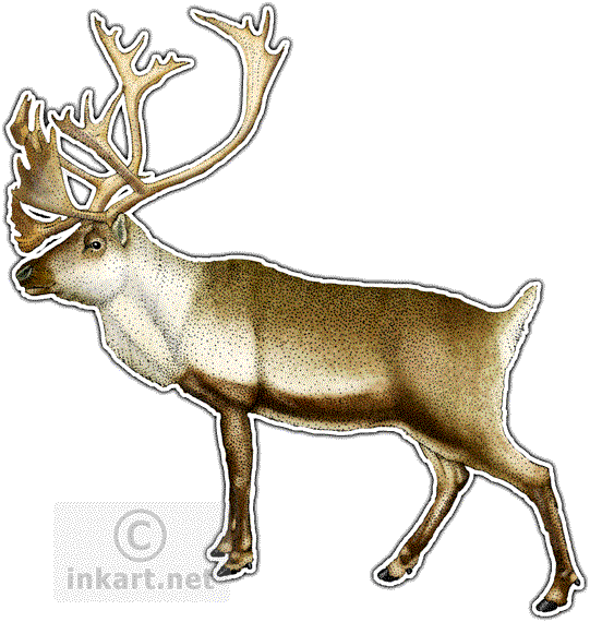 Caribou Decal - Caribou Or Reindeer Necklace Oval Charm (541x570), Png Download