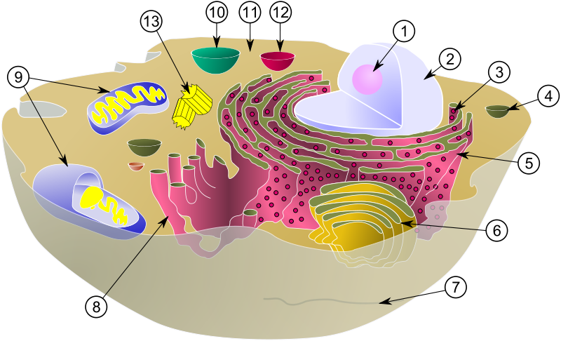Diagram Of A Typical Animal Cell With Its Organelles - Biological Cell (800x486), Png Download