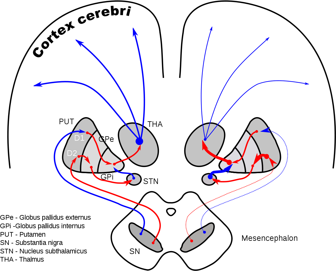 Nucleus Subthalamicus (1200x953), Png Download
