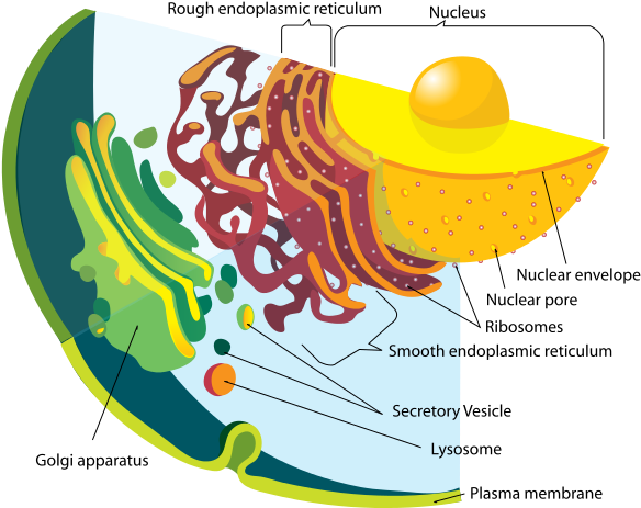 The Cell - Cells: An Introduction To The Anatomy And Physiology (612x486), Png Download