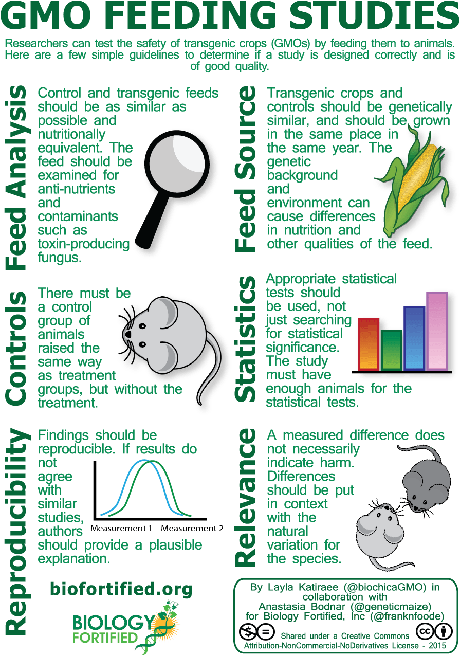 Animal Feeding Study Png 80dpi - Studies Of Gmos (905x1282), Png Download