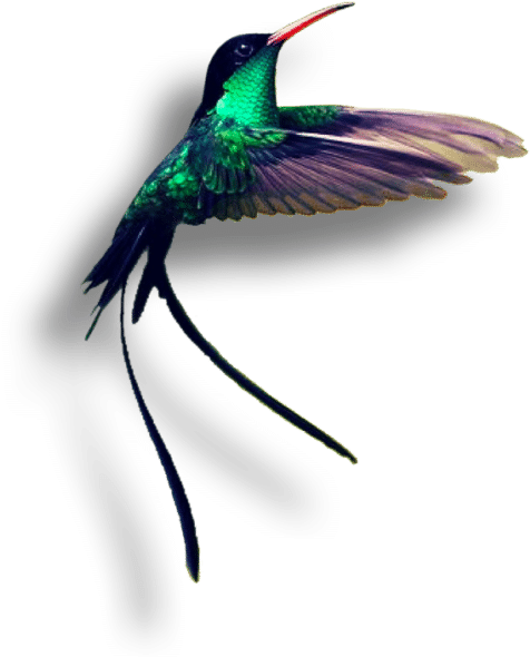 A Few Minutes From Montego Bay, Rose Hall Captures - Jamaica Hummingbird (516x607), Png Download