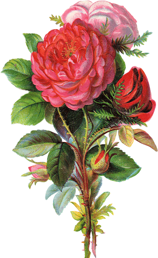 Oude Rozen - Flowers Free (578x900), Png Download