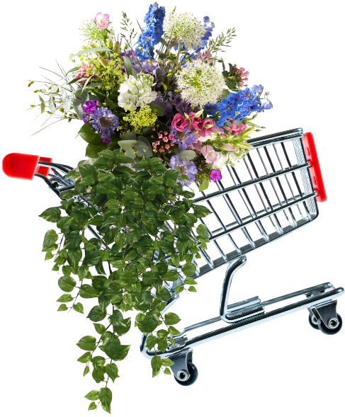 Webshop - Scindapsus Hangplant 75 Cm Groen (507x596), Png Download