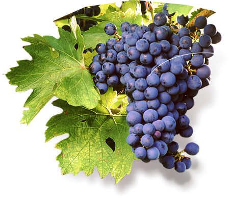 Saperav Grape Juice - Saperavi Grape Png (449x388), Png Download