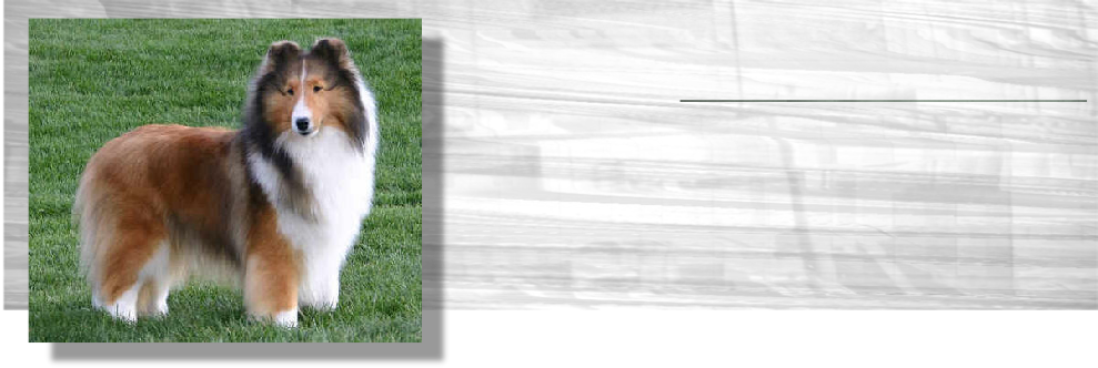 Shetland Sheepdog Tricolor Png (989x332), Png Download