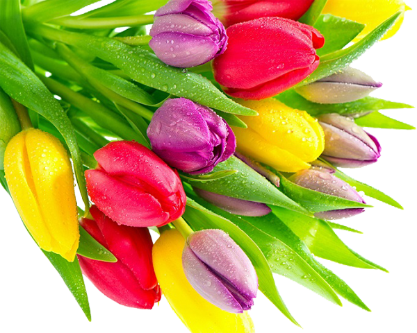 Tulip - Tulip Flower Bunch Png (600x480), Png Download
