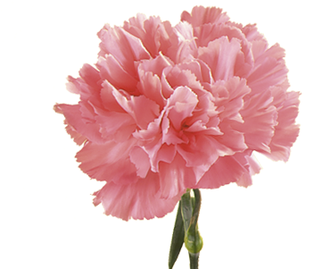 Carnation - Pink Carnation Flower Seeds (400x300), Png Download