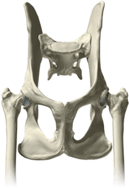 Pelvis Bones Png - Pelvis (400x379), Png Download