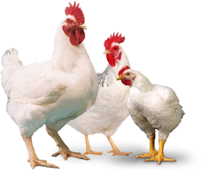 Broiler - Broiler Breeder (600x400), Png Download