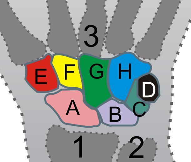Carpal Bones - Carpal Bones Age Estimation (611x518), Png Download