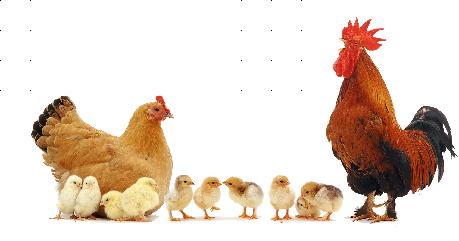 Nika Broiler - Personalised Hen, Cockerel+chicks Fridge Magnet Stocking (1578x830), Png Download