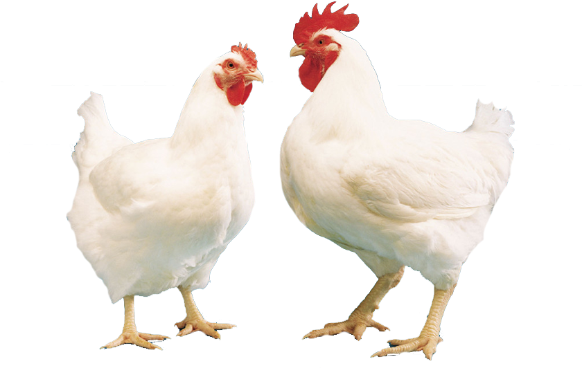 Buy Broiler Online Broiler For Sale Buy Broiler Poultry - Broiler (1000x572), Png Download