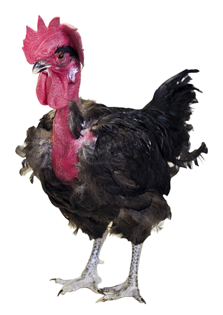 T77n Coloured Rooster For Farmer Market, Organic And - Naked Neck (500x626), Png Download