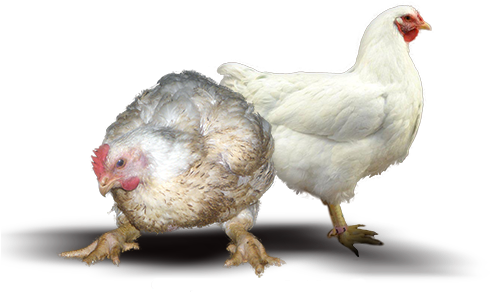 Farm Chicken Png (514x315), Png Download